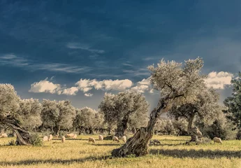 Zelfklevend Fotobehang Olijfboom olijfgaard op het eiland Mallorca