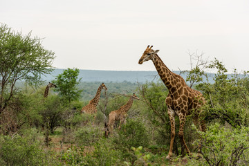 Naklejka na ściany i meble Giraffes feeding in the bush