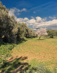 almond trees