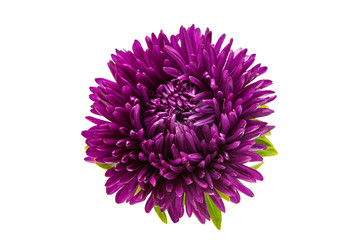 aster flower