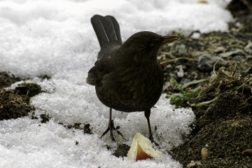 female blackbird on the snow in winter