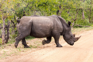White Rhino crossing the road