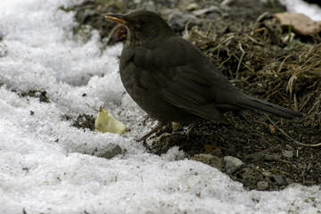 female blackbird on the snow in winter