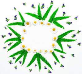 Wreath of chamomile purple wild flowers and fern