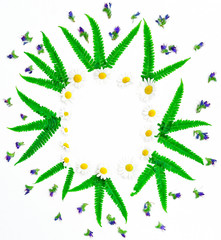 Wreath of chamomile purple wild flowers and green fern