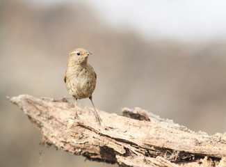 bird Wren sitting on the root of the tree in the spring in the w