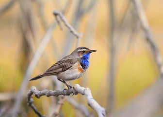 a blue bird sings on a branch on a Sunny spring day