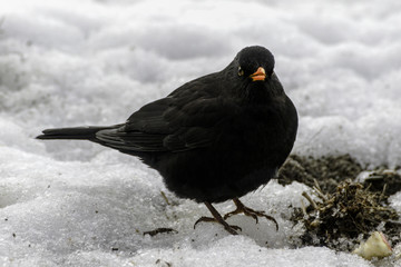 female blackbird on the snow in winter