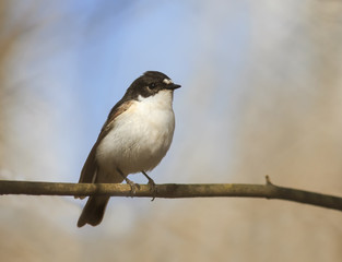 bird Flycatcher sits in a Park on the branches in early spring