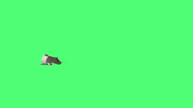 rat running on green background