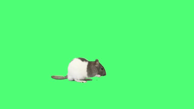 funny rat washes on the green screen