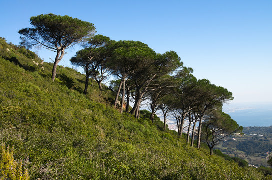 Mountain slope with Stone Pine trees - Pinus pinea