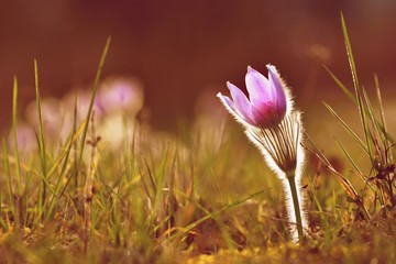 Fototapeta na wymiar Spring flowers. Beautifully blossoming pasque flower and sun with a natural colored background. (Pulsatilla grandis)