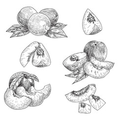 Vector set peaches hand drawn sketch. Sketch vector food illustration.