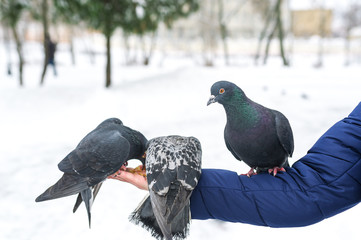 Feeding of hungry pigeons from hands