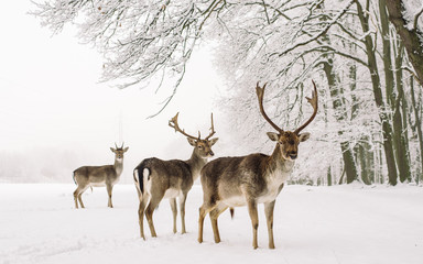 A male of fallow deer with grate antlers standing on the snow