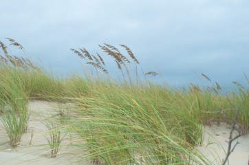 Beach Grasses