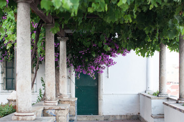 flowers jacaranda green tree Lisbon Portugal urban europe