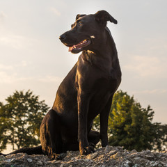 Hund genießt die Ruhe