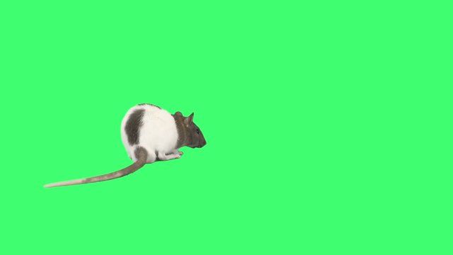 rat looks at the green screen