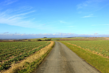 Fototapeta na wymiar english farmland with farm track and rapeseed fields