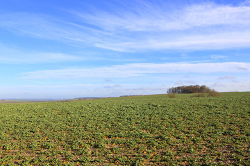 rapeseed fields on a sunny winter day