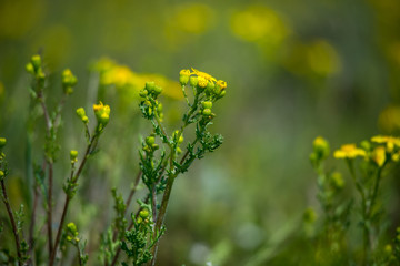 Little yellow wild flowers in spring steppes