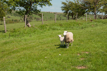 Fototapeta premium Yew and Lamb in an English meadow.