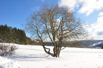Fototapeta na wymiar Baum im WInter auf Lichtung im Thüringer Wald