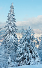 Fototapeta premium Winter Ukrainian Carpathian Mountains landscape.