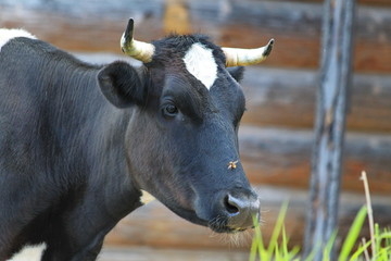 Summer rural landscape