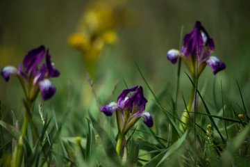 Fototapeta premium Flowers of wild iris in spring steppes