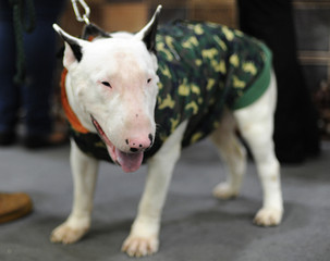 Bull Terrier at dog show, Moscow.