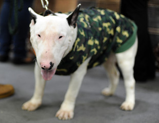 Bull Terrier at dog show, Moscow.