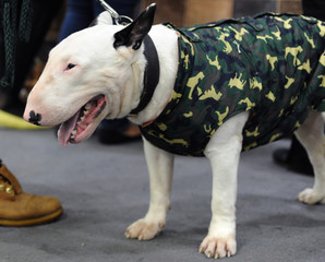 Bull Terrier at dog show, Moscow.
