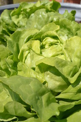 Grüner Salat ist gesund und lecker