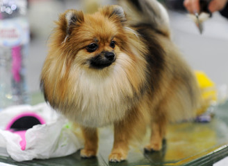 Pomeranian at dog show, Moscow.