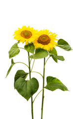 Sunflower flower