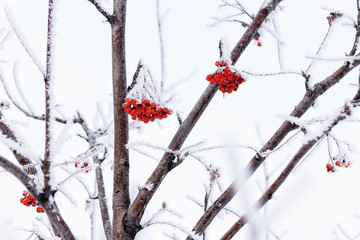 Рябина в снегу