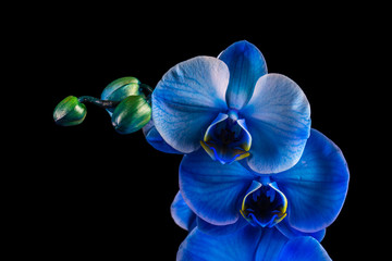 Blue flower orchid on a black background