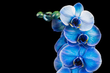 Fototapeta na wymiar Blue flower orchid on a black background