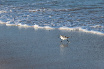 Gabbiano sulla spiaggia