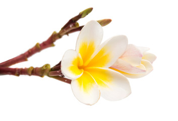 Obraz na płótnie Canvas frangipani flower isolated