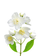 Naklejka na ściany i meble beautiful jasmine flowers with leaves isolated on white