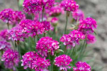 Flowers Armeria