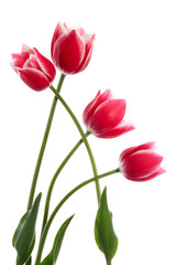 Fototapeta premium The plaited tulips
