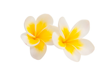 frangipani flower isolated