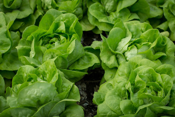 Growing organic vegetables, Non-toxic vegetable is grown. Vegetable garden, green garden ..