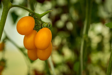 Growing Tomatoes,vine ripe tomatoes, yellow tomatoes growing in the garden in the park.