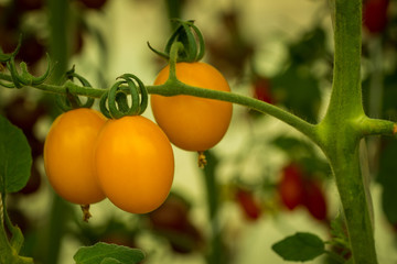 Yellow tomatoes growing in the garden in the park.Growing Tomato,grape,vine ripe tomatoes.